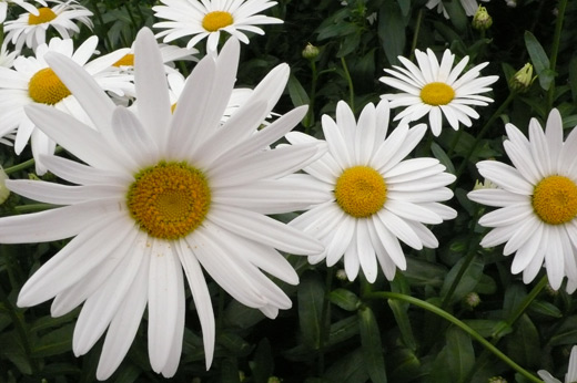White Daisys